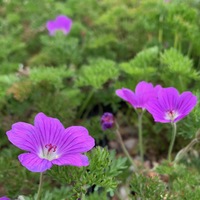 Geranium magniflorum 